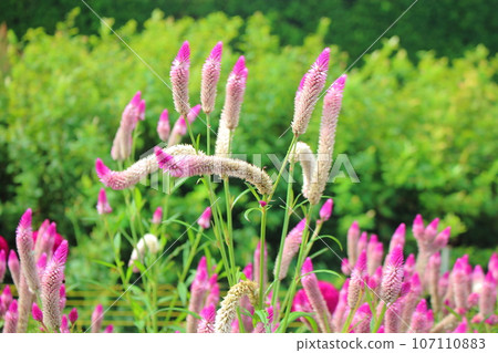 Pink flowers of Nokeitou [Wild cockscomb] 107110883