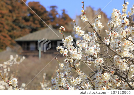 陽光燦爛的日子,偕樂園的梅花盛開,好文亭 陽光燦爛的日子,偕樂園的梅花盛開,好文亭 107110905