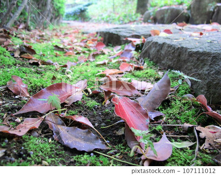死樟葉散落在春天的花園裡 107111012