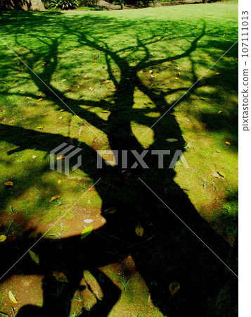 秋天的苔蘚花園景觀，有一棵大死樹的陰影 107111013