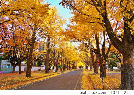 北海道大學銀杏樹排 107111294