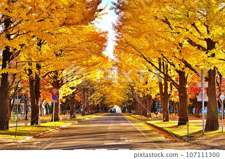 北海道大學銀杏樹排 107111300