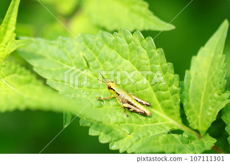 A butterfly grasshopper on a large green leaf? Appearance of a young juvenile (macro lens used, outdoor natural light, close-up photo) 107111301