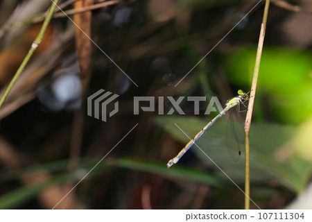 Green metallic dragonfly in the dark forest (macro lens used, strobe + natural light, close-up photo) Green metallic dragonfly in the dark forest (macro lens used, strobe + natural light, close-up photo) 107111304