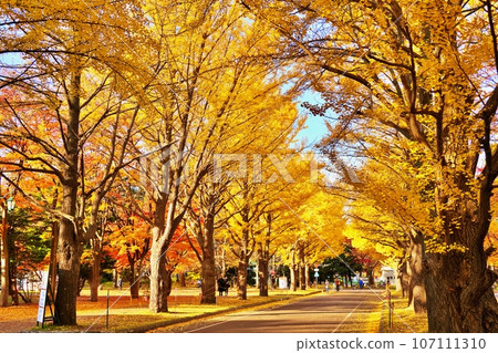 北海道大學銀杏樹排 北海道大學銀杏樹排 107111310