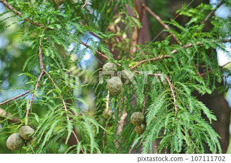 Light brown radish fruit (autumn, September) Light brown radish fruit (autumn, September) 107111702