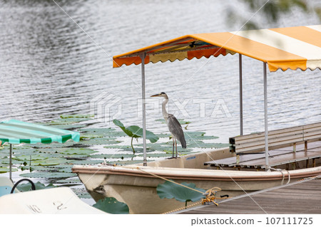 A heron standing at the boat pier in Jonuma, Tsutsujigaoka Park in summer A heron standing at the boat pier in Jonuma, Tsutsujigaoka Park in summer 107111725