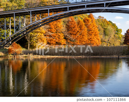 Autumn leaves reflected in the pond (Funabashi Andersen Park, Funabashi City, Chiba Prefecture) 107111866