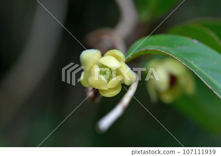 Kadsura japonica 的雌花 107111939