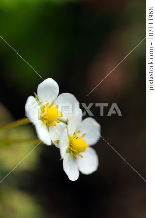 蝦子夷蛇一後的白色花朵（使用微距鏡頭、自然光、特寫照片） 107111968