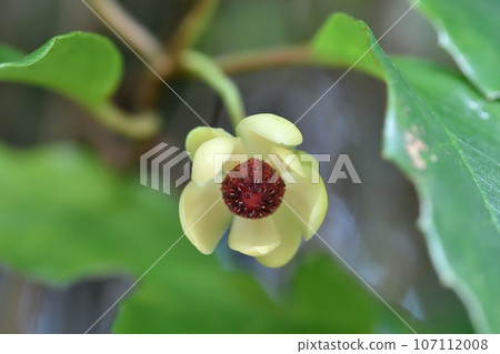 車前子的雄花 107112008