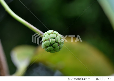 Sanekazura水果 Sanekazura水果 107112032