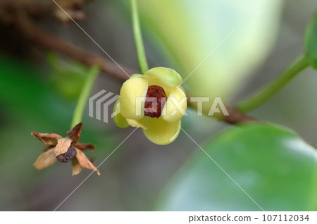 車前子的雄花 107112034