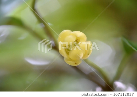 Kadsura japonica 的雌花 107112037