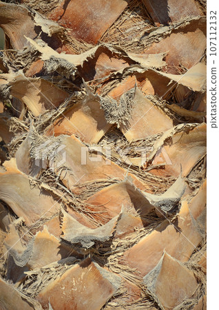 Background of palm tree trunk Background of palm tree trunk 107112132