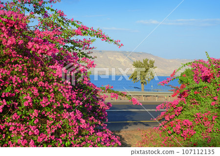 Pink bougainvillea on shore of Kineret, Lake 107112135