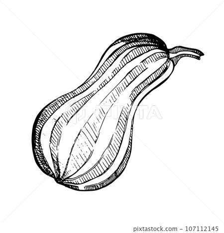 Vector illustration. Striped elongated pumpkin drawn in graphics on a white background. Suitable for printing on fabric, paper, design and creativity. For cards, invitations and advertising Vector illustration. Striped elongated pumpkin drawn in graphics on a white background. Suitable for printing on fabric, paper, design and creativity. For cards, invitations and advertising 107112145