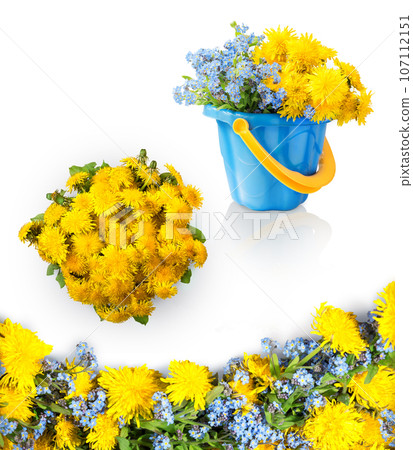 Dandelions and me-nots on white background Dandelions and me-nots on white background 107112151