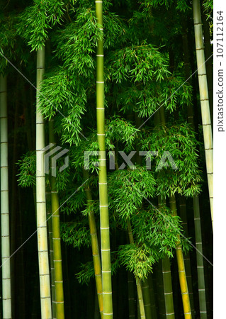 Bamboo grove in Kairakuen Bamboo grove in Kairakuen 107112164