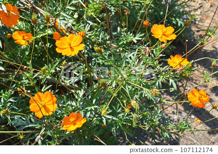 Kibana宇宙(黃色的花朵落櫻花) Kibana宇宙(黃色的花朵落櫻花) 107112174