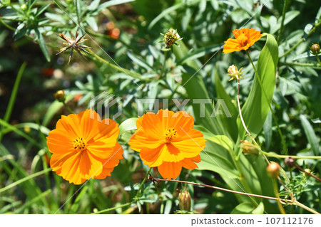 Kibana宇宙(黃色的花朵落櫻花) Kibana宇宙(黃色的花朵落櫻花) 107112176