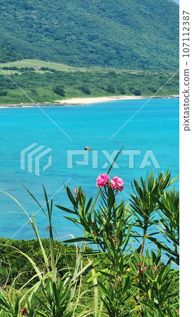 石垣島鈷藍色的大海和粉紅色的花朵 107112387