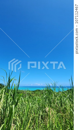 石垣島鈷藍色的大海和叢林玉取崎展望台 石垣島鈷藍色的大海和叢林玉取崎展望台 107112467
