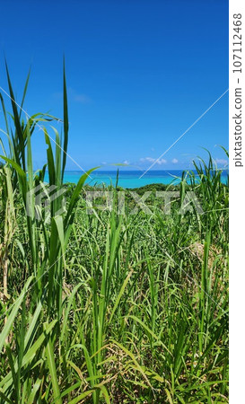 石垣島鈷藍色的大海和叢林玉取崎展望台 石垣島鈷藍色的大海和叢林玉取崎展望台 107112468