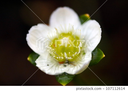 Cute primitive small white flowers of Kodus spp. (black background, macro lens used, natural light, close-up photo) Cute primitive small white flowers of Kodus spp. (black background, macro lens used, natural light, close-up photo) 107112614