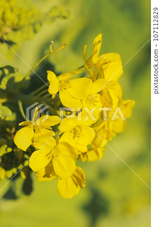 Yellow rapeseed flowers in full bloom under the warm spring sunlight (macro lens, natural light, close-up photo) 107112829