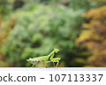 A praying mantis waits quietly in a praying position 107113337