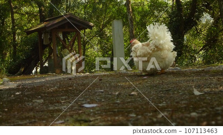 Explore Ainan town with chicken! Explore Ainan town with chicken! 107113463