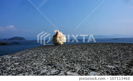 和雞一起探索愛南小鎮! 和雞一起探索愛南小鎮! 107113468