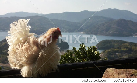 和雞一起探索愛南小鎮! 和雞一起探索愛南小鎮! 107113470