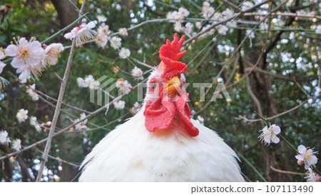 Explore Ainan town with chicken! Explore Ainan town with chicken! 107113490