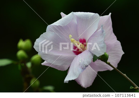 Rose of Sharon (Mukugun) Hachis pink Rose of Sharon (Mukugun) Hachis pink 107113641