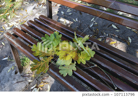 oak leaves on a bench in autumn 107113796