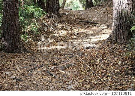 Carpet of fallen leaves Carpet of fallen leaves 107113911