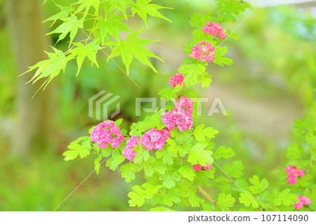 山楂花 107114090