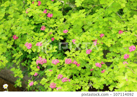 Hawthorn flowers 107114092