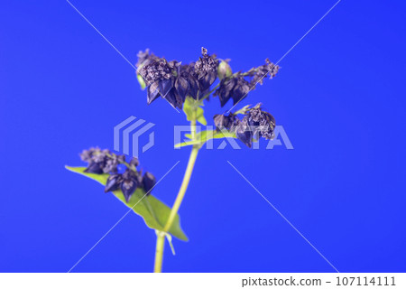 蕎麥種子的特寫 107114111