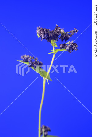 Close-up of buckwheat seeds 107114112