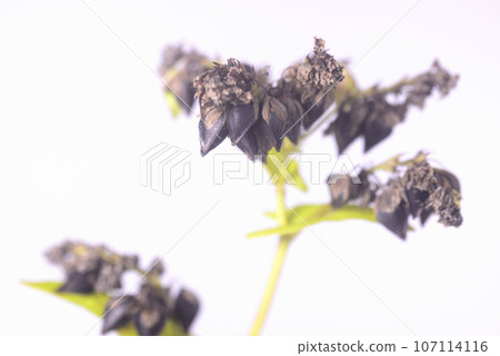 Close-up of buckwheat seeds 107114116