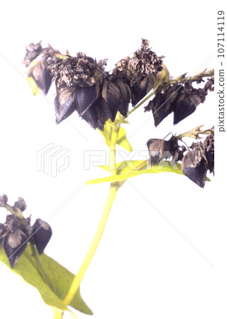 Close-up of buckwheat seeds 107114119