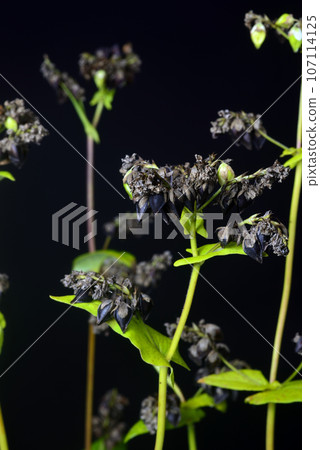 Close-up of buckwheat seeds 107114125