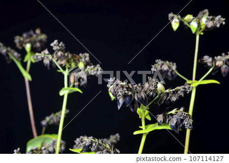 Close-up of buckwheat seeds 107114127