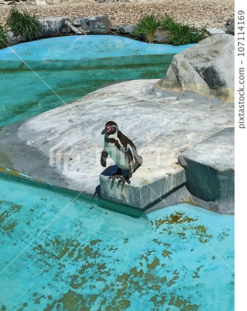 Cute and wild animals in the zoo. 107114169