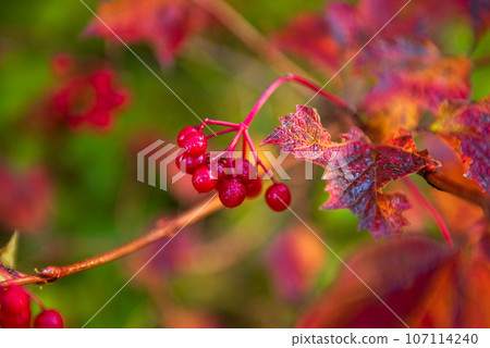 Red berries of viburnum in the wild Red berries of viburnum in the wild 107114240