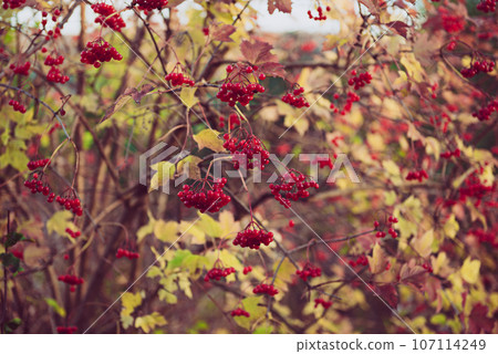 Red berries of viburnum in the wild Red berries of viburnum in the wild 107114249