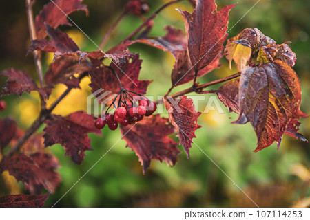 Red berries of viburnum in the wild Red berries of viburnum in the wild 107114253